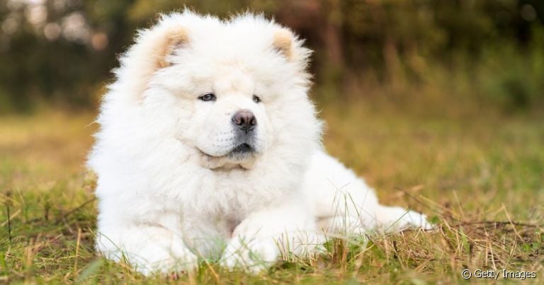 Os nomes para Chow Chow fêmea podem ser chiques e tradicionais ou criativos e inusitados