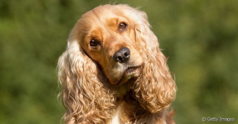 A otite canina em cachorro da orelha grande é mais comum do que em cães de orelha pequena