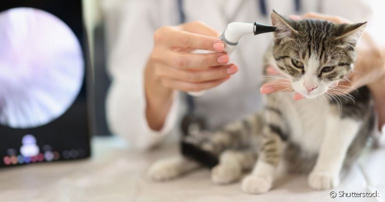 A otite em gatos pode ser de vários tipos e precisa ser diagnosticada por um especialista