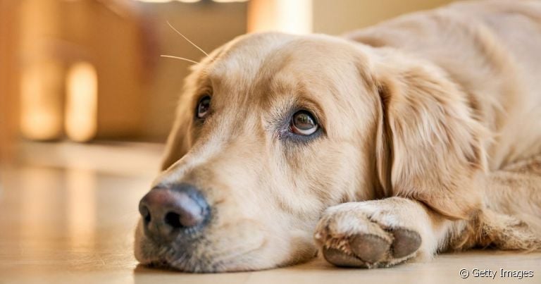  A paralisia de laringe em cães causa diversos desconfortos e a falta de ar é um deles. 