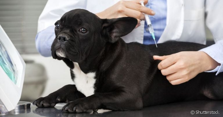 A tabela de vacina para cachorro deve ser seguida à risca para que o pet fique sempre saudável