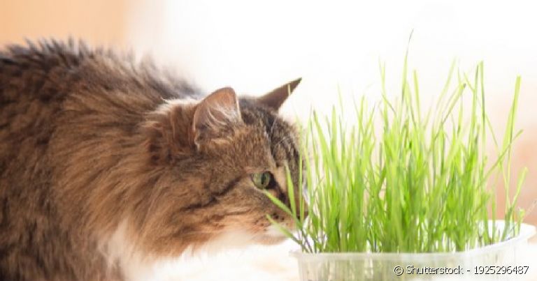 Grama para gato: como fazer em 4 passos