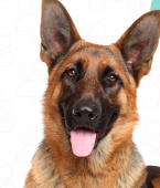Pastor Alemão: conheça as principais características da raça de cachorro grande (com infográfico)