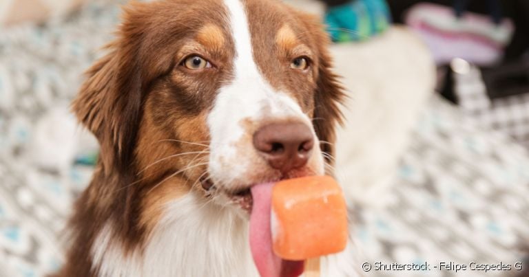 Ingredientes do picolé para cachorro devem ser simples e naturais: frutas e água