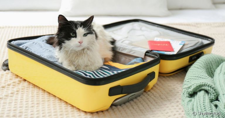 Viajar com gato de avião é possível, desde que o tutor siga algumas regras