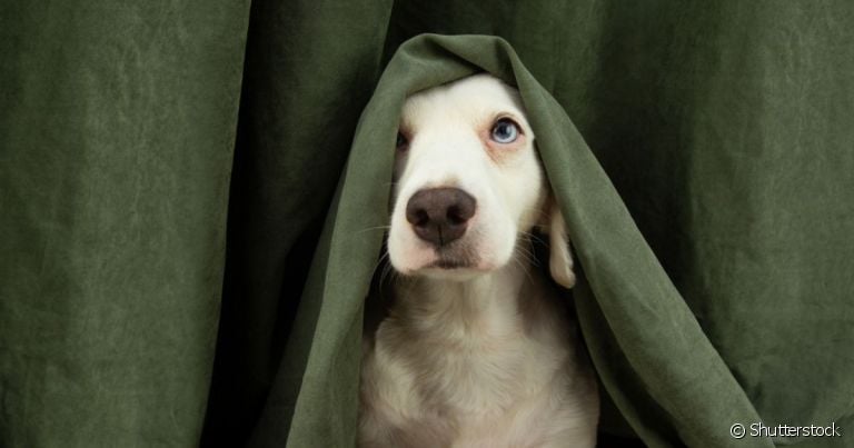 O cachorro com medo de fogos é uma reação comum porque a audição canina é potente e o barulho asusta