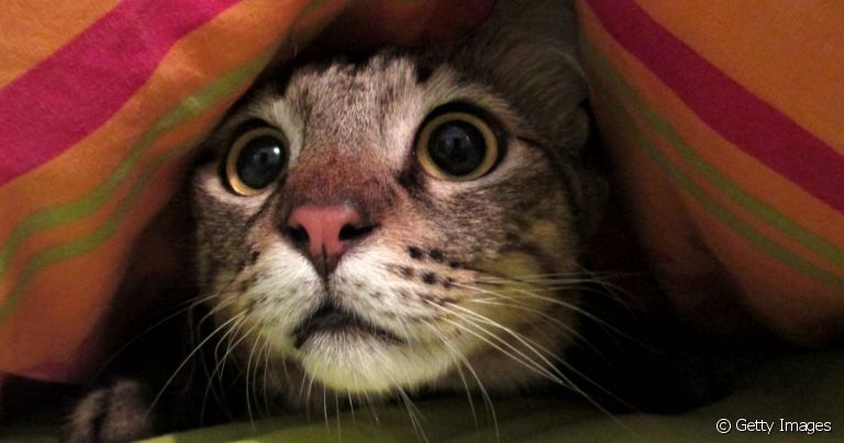  Com o final do ano se aproximando, é importante saber como proteger seu gato dos fogos de artifício