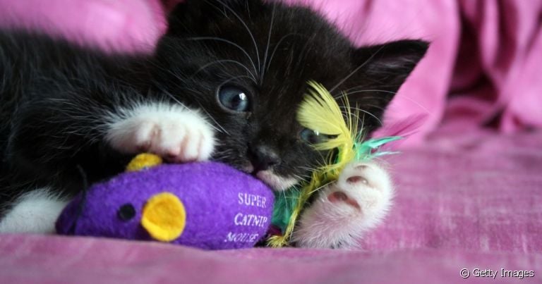 Presente para gato: natal é um bom momento para dar mimos criativos para o seu pet