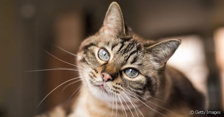 Grupo de gatos de pelo curto é uma das raças mais saudáveis