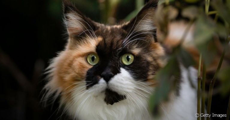  Maine Coon: cores diferentes são aceitas 