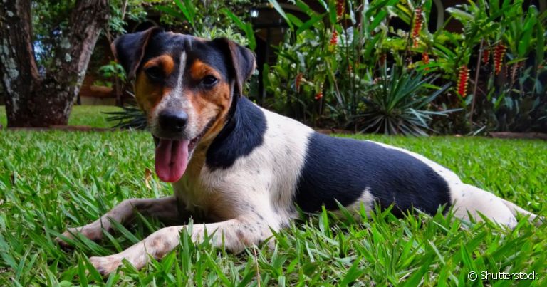  Fox Paulistinha é uma das raças de cachorro brasileiro mais queridinhas do país 