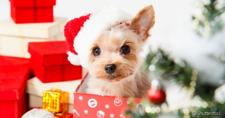 Além da roupa de Natal para cachorro, você pode pensar em quitutes para agraciar seu doguinho