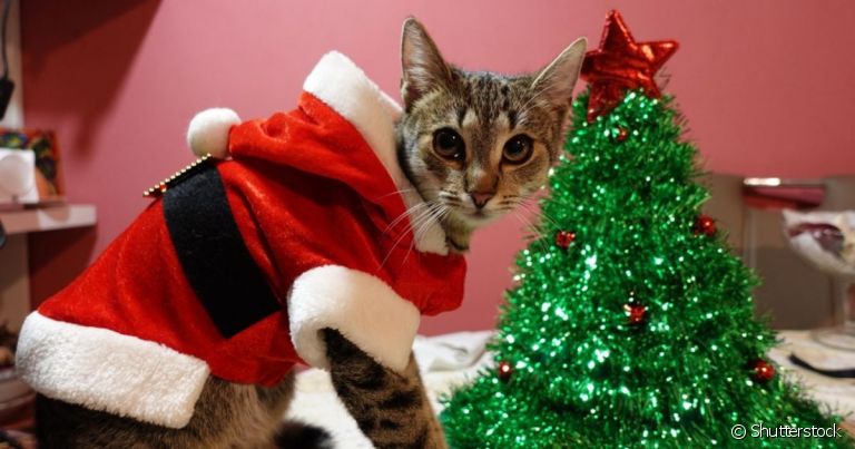 Uma roupa de Natal para gato que nunca falha é a de Papai Noel