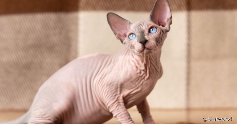 O Sphynx é um gato sem pelo com tendência a problemas dermatológicos, cardíacos, articulares e urinários