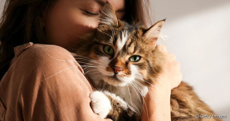 Você conhece a pet terapia? Muitos felinos também ajudam a combater a depressão