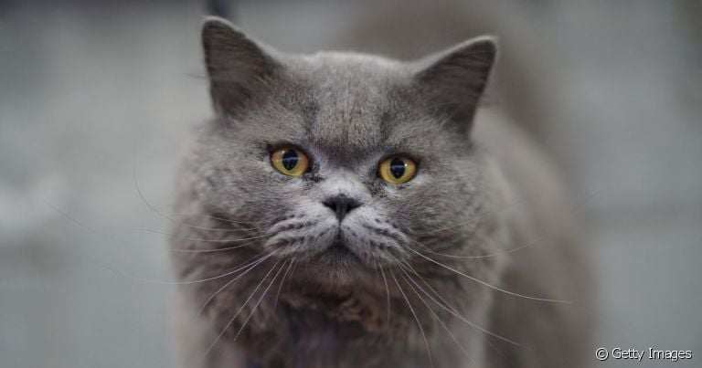  A doença renal policística felina é conhecida como PKD e ela afeta a maioria dos gatos Persas 