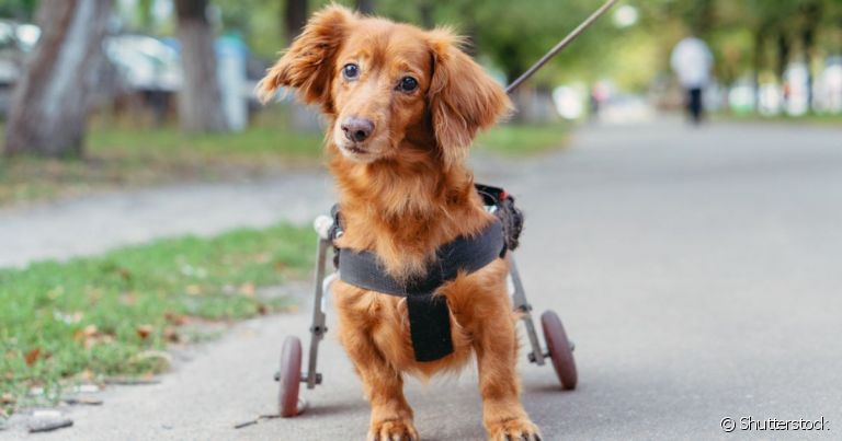  A hipoplasia cerebelar em cães começa na gestação e acomete os filhotes