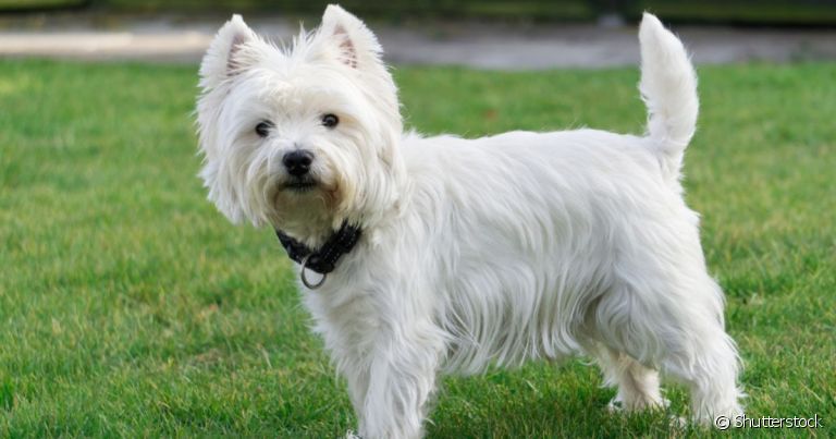O útero de cadela tem diversas funções relacionadas ao sistema reproodutor canino