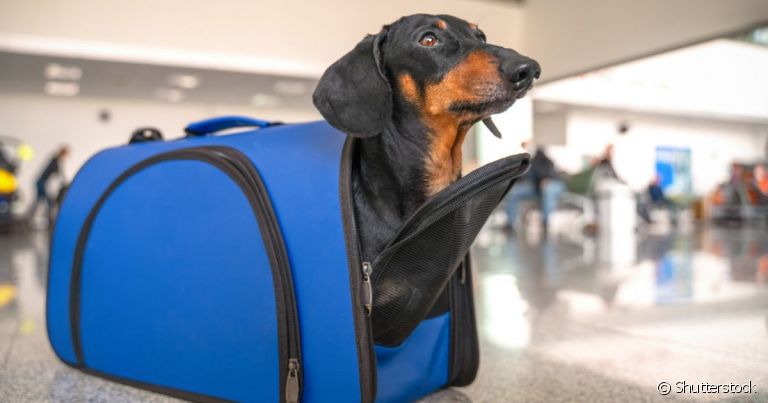 O atestado sanitário para o trânsito de cães e gatos é um dos documentos mais importantes para viajar de avião 
