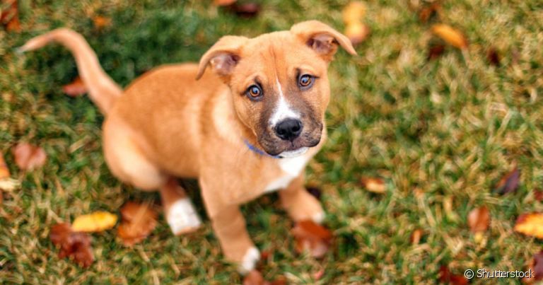 Escolher nomes para filhotes de cachorro não é tão difícil quanto parece 