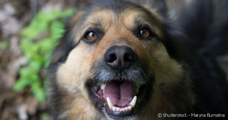 Cachorro adulto ou idoso? Aos 7 anos de idade, o pet ainda pode viver muitas aventuras!