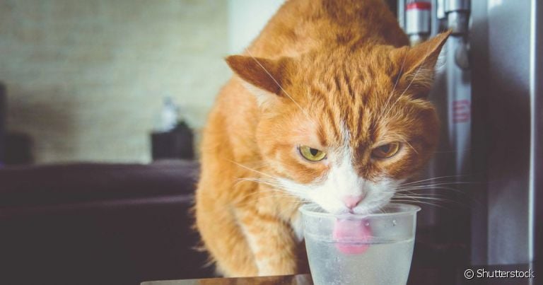  Sede excessiva é só um dos sintomas da diabetes em gatos. Veja mais sobre esse sinal e outros indicativos