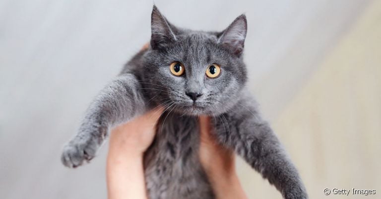  Temos muito o que aprender ao adotar um gato adulto.