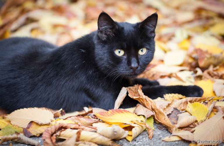 O gato preto pode ser uma verdadeira caixinha de surpresas, mas é sempre um bom amigo