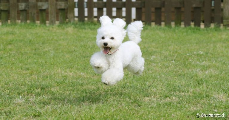  Cachorro que parece urso de pelúcia: Poodle Toy com certeza é um deles!