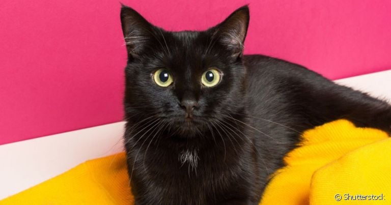  Gato preto de olho azul ou verde, amarelo... todos eles tem muito amor para oferecer! 