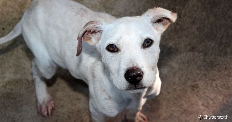  Cachorro com recorrente falta de apetite é um sinal de anorexia canina 