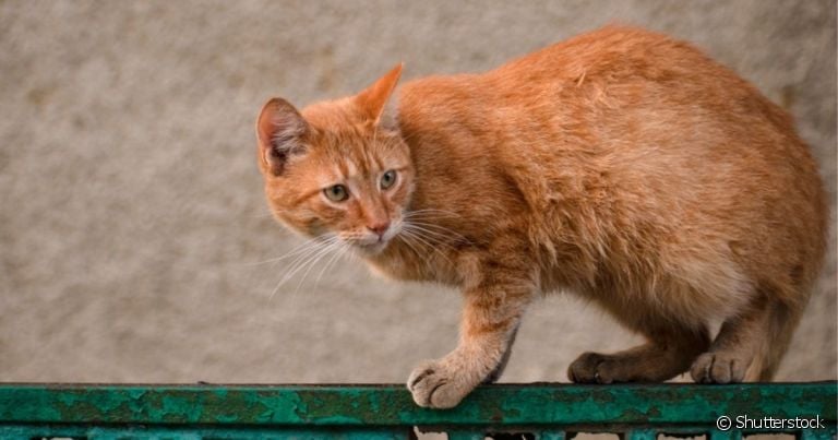 As cores de gatos vira-latas podem ser muito variadas
