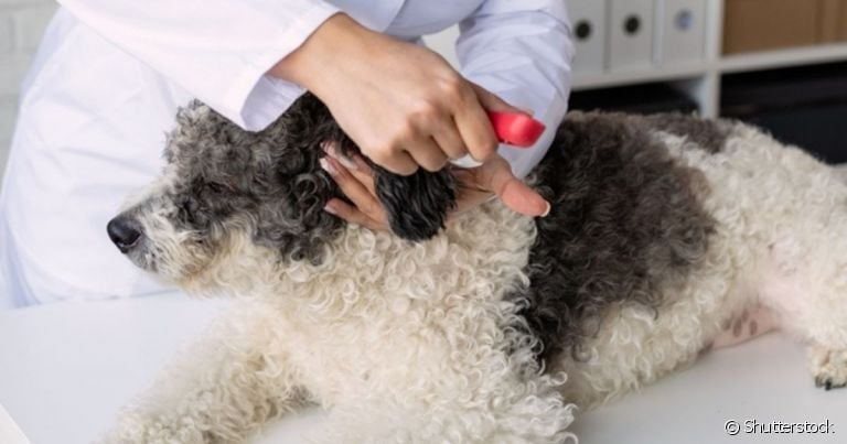 A vacina de cachorro atrasada deixa o pet vulnerável