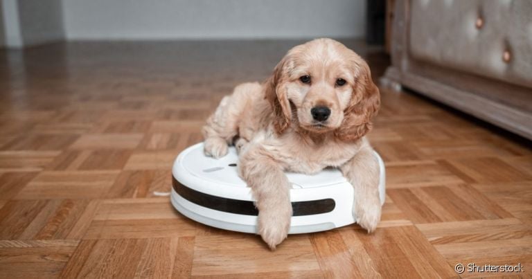  Você sabia que existe um aspirador robô feito para remover pelos de cães e gatos? 