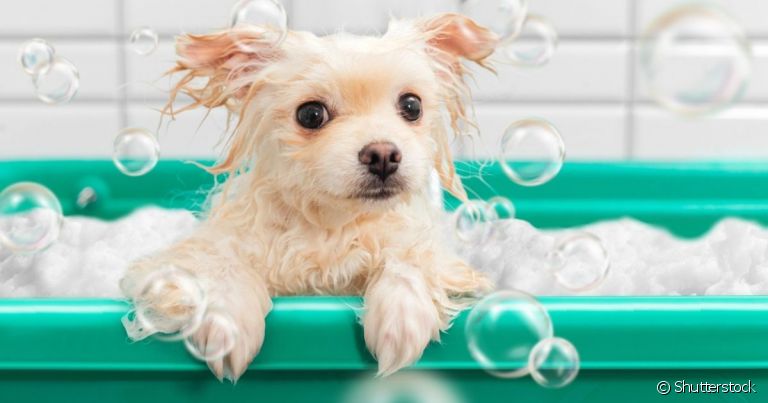 Frequência do banho em cachorro não precisa mudar no verão