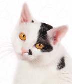 Bobtail Japonês: veja infográfico e conheça as variações do gato com rabo curto