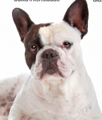 Bulldog Francês: conheça as principais características da raça de cachorro (com infográfico)