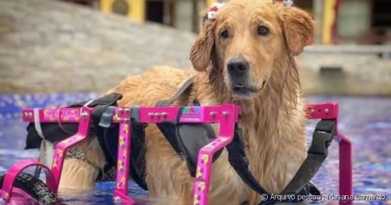 Cachorro na piscina ou na praia: cães com deficiência, como a Olivia, podem aproveitar o dia na água