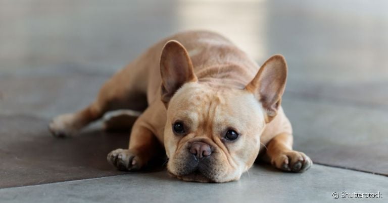 Cachorro esfregando o rosto no chão nem sempre é um problema