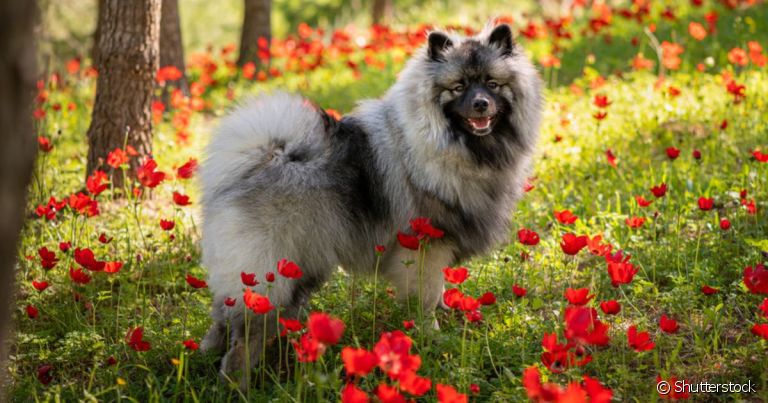 Keeshond: o cachorro que parece lobo é parente distante dos Spitz