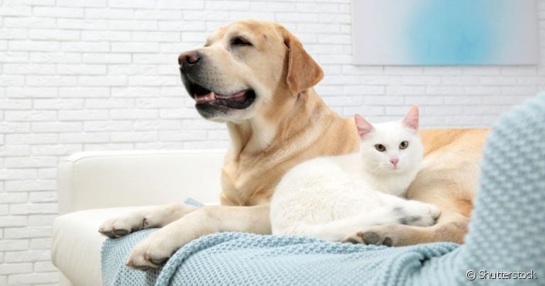 Gato e cachorro dentro de casa não precisa ser sinônimo de bagunça. Veja alguns cuidados!