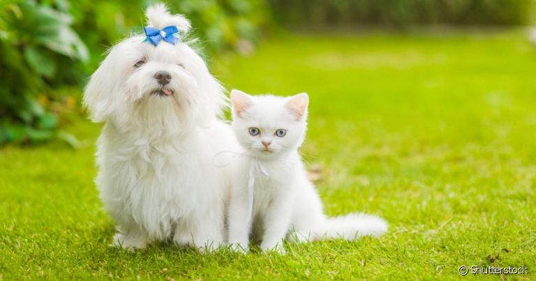 O câncer de pele em cachorro ou gato branco é um problema comum por causa da pouca melanina