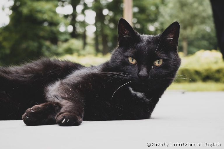 Tanto o cachorro quanto o gato preto são mais difíceis de encontrarem um lar