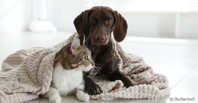 Com a certidão de nascimento, cachorro e gato podem ser facilmente encontrados em caso de fuga