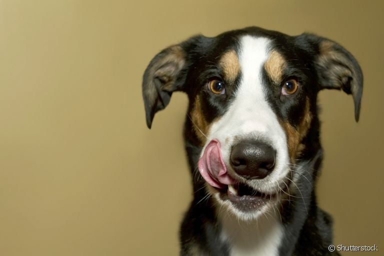 O comedouro labirinto para cães é uma forma de deixar a refeição do seu pet mais divertida