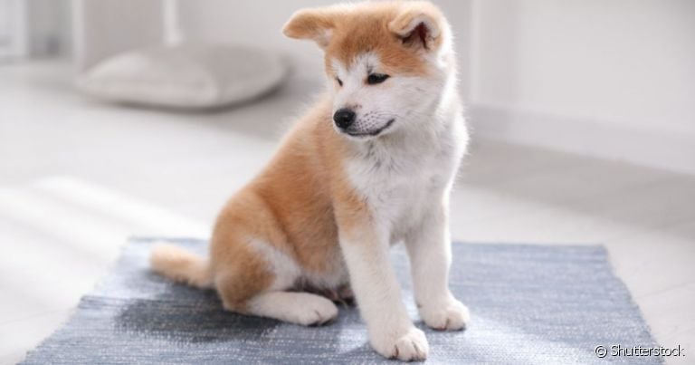 A análise do xixi de cachorro pode ajudar a diagnosticar diversos tipos de doença