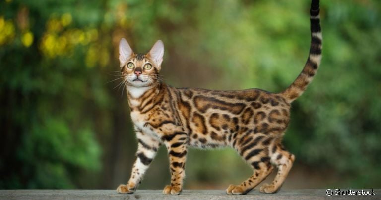 O Bengal é um gato que parece onça, mas tem um tamanho bem menor do que os grandes felinos