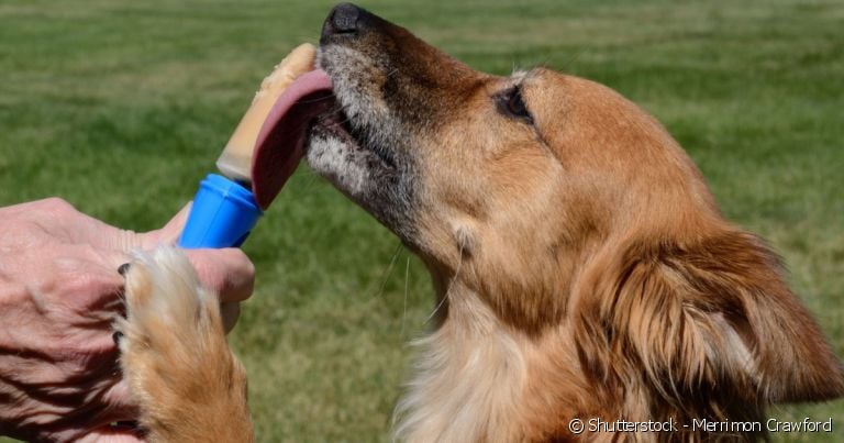 Dá para fazer picolé para cachorro em casa, utilizando frutas que cachorro pode comer.