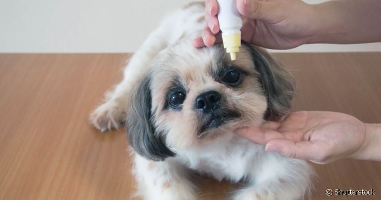 Como limpar os olhos de Shih Tzu: colírios e medicamentos só devem ser utilizados se prescritos por um profissional