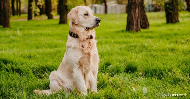 A displasia coxofemoral em cães como o Golden Retriever é bem comum